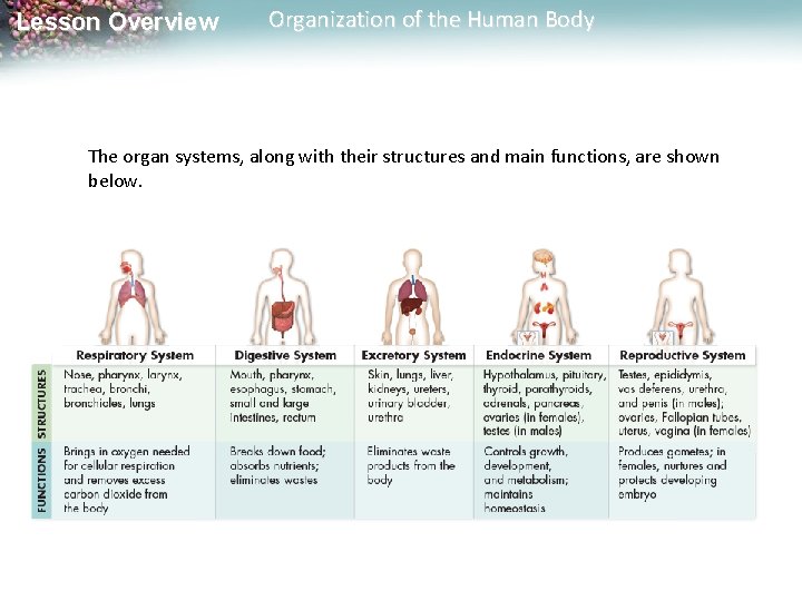 Lesson Overview Organization of the Human Body The organ systems, along with their structures