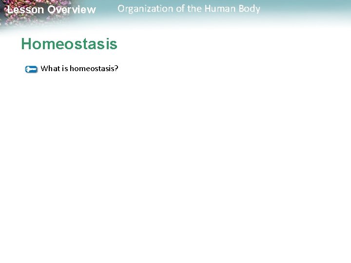 Lesson Overview Organization of the Human Body Homeostasis What is homeostasis? 