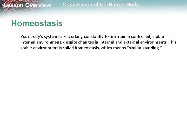 Lesson Overview Organization of the Human Body Homeostasis Your body’s systems are working constantly