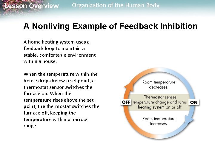 Lesson Overview Organization of the Human Body A Nonliving Example of Feedback Inhibition A
