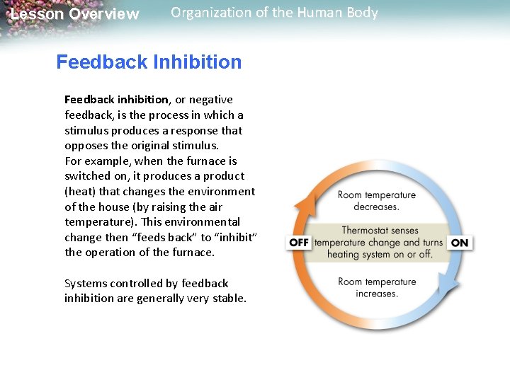 Lesson Overview Organization of the Human Body Feedback Inhibition Feedback inhibition, or negative feedback,