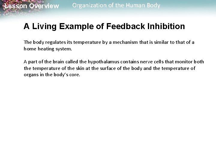 Lesson Overview Organization of the Human Body A Living Example of Feedback Inhibition The