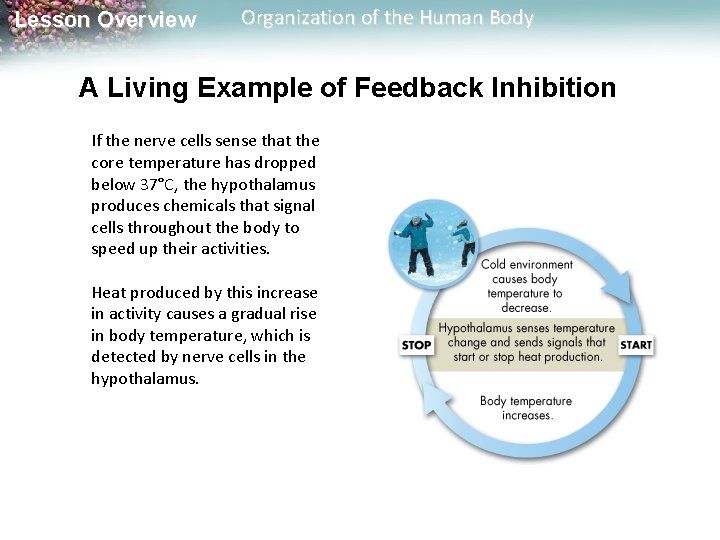 Lesson Overview Organization of the Human Body A Living Example of Feedback Inhibition If
