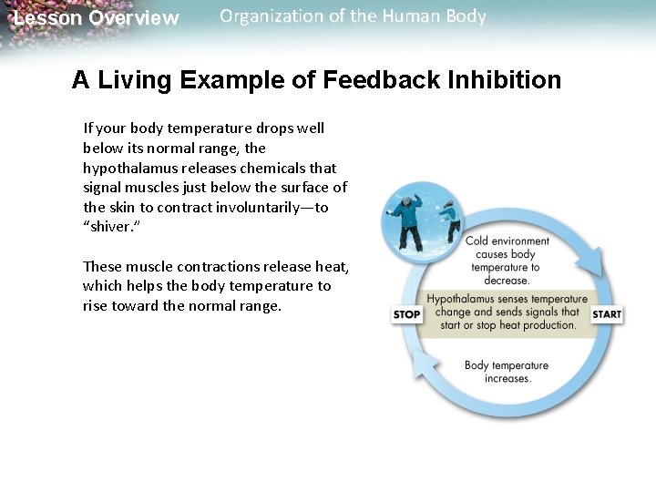 Lesson Overview Organization of the Human Body A Living Example of Feedback Inhibition If