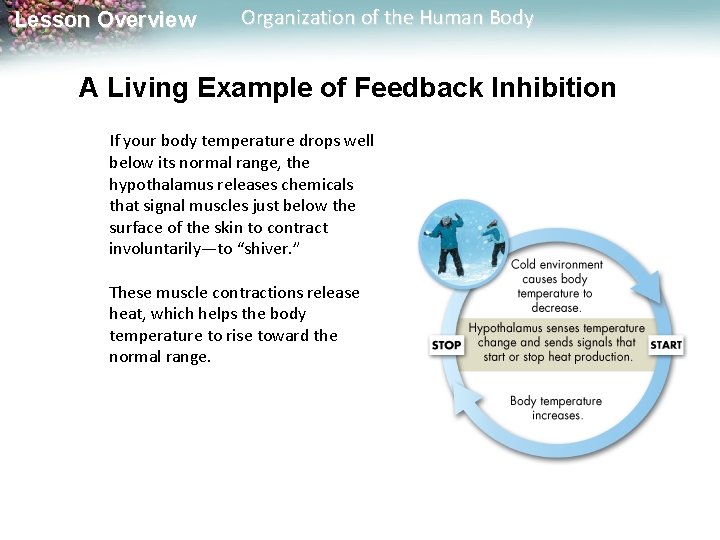 Lesson Overview Organization of the Human Body A Living Example of Feedback Inhibition If