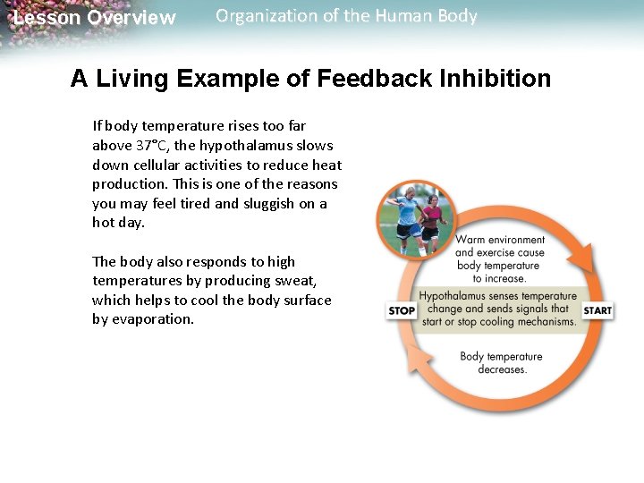 Lesson Overview Organization of the Human Body A Living Example of Feedback Inhibition If