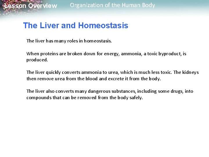 Lesson Overview Organization of the Human Body The Liver and Homeostasis The liver has