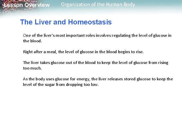 Lesson Overview Organization of the Human Body The Liver and Homeostasis One of the