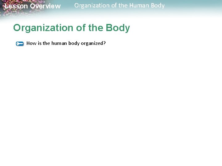 Lesson Overview Organization of the Human Body Organization of the Body How is the