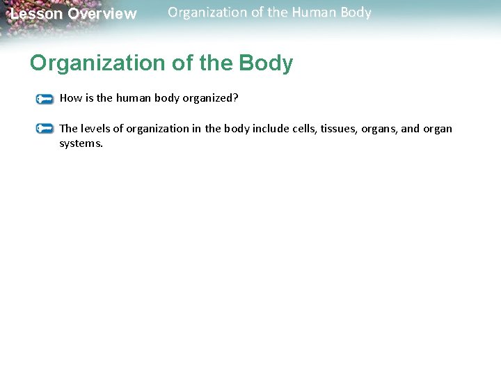 Lesson Overview Organization of the Human Body Organization of the Body How is the