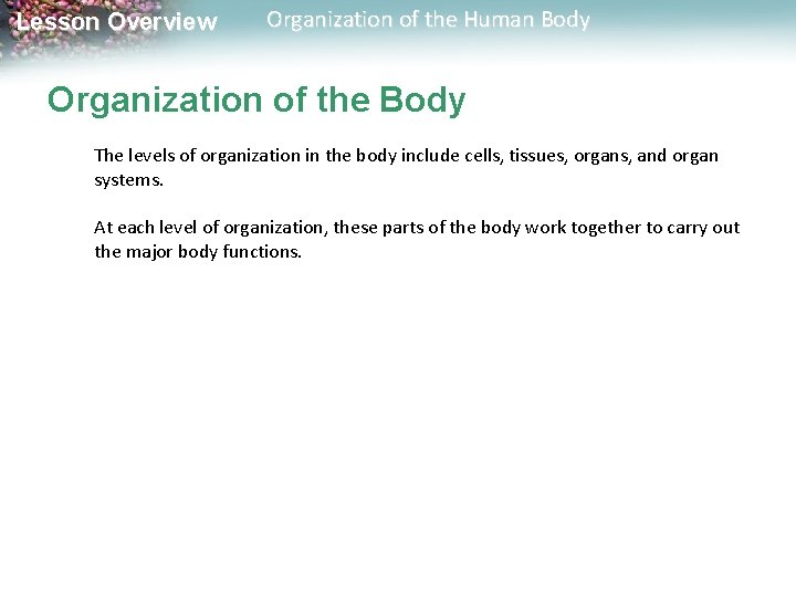 Lesson Overview Organization of the Human Body Organization of the Body The levels of