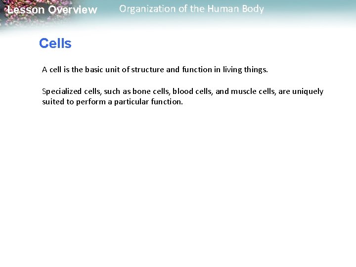 Lesson Overview Organization of the Human Body Cells A cell is the basic unit
