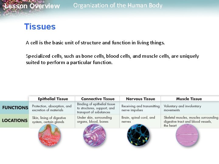 Lesson Overview Organization of the Human Body Tissues A cell is the basic unit