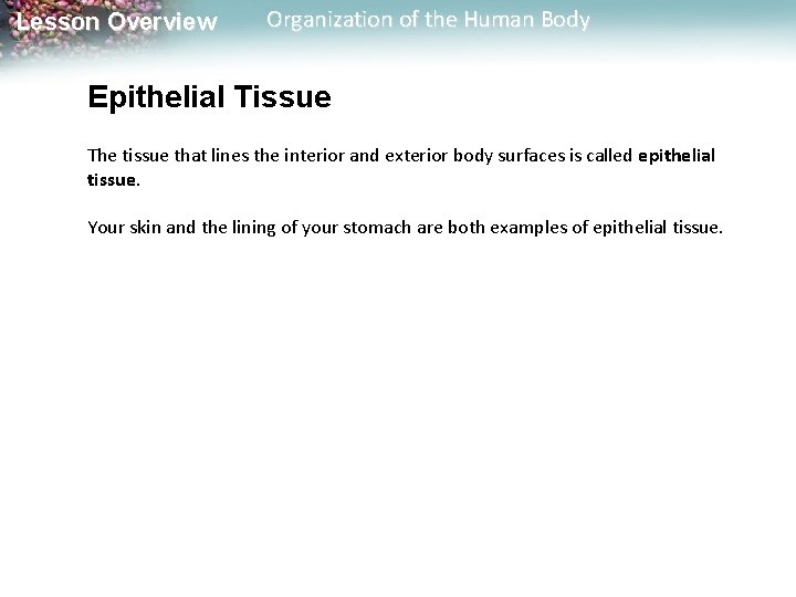 Lesson Overview Organization of the Human Body Epithelial Tissue The tissue that lines the