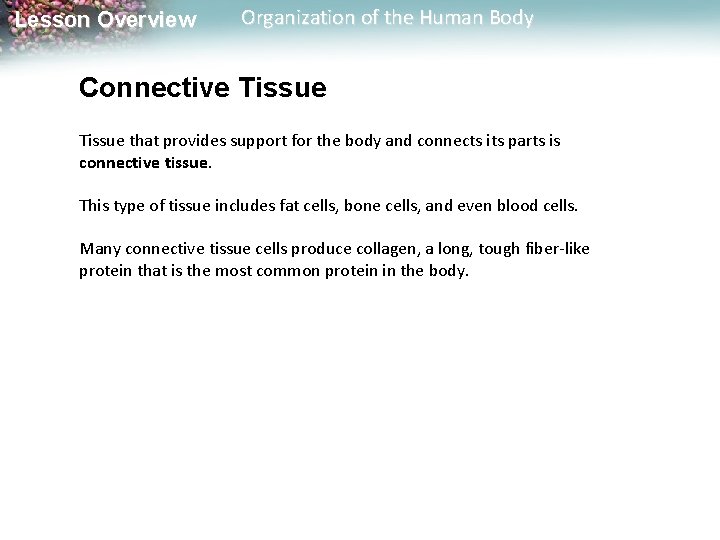 Lesson Overview Organization of the Human Body Connective Tissue that provides support for the