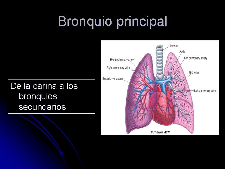 Bronquio principal De la carina a los bronquios secundarios 