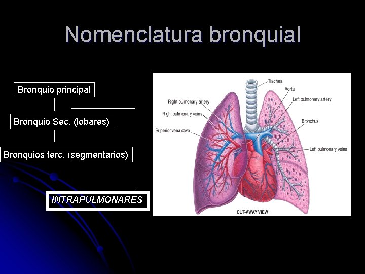 Nomenclatura bronquial Bronquio principal Bronquio Sec. (lobares) Bronquios terc. (segmentarios) INTRAPULMONARES 
