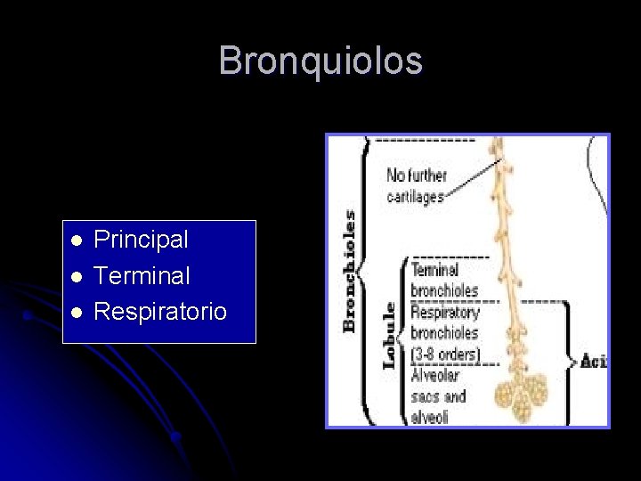 Bronquiolos l l l Principal Terminal Respiratorio 