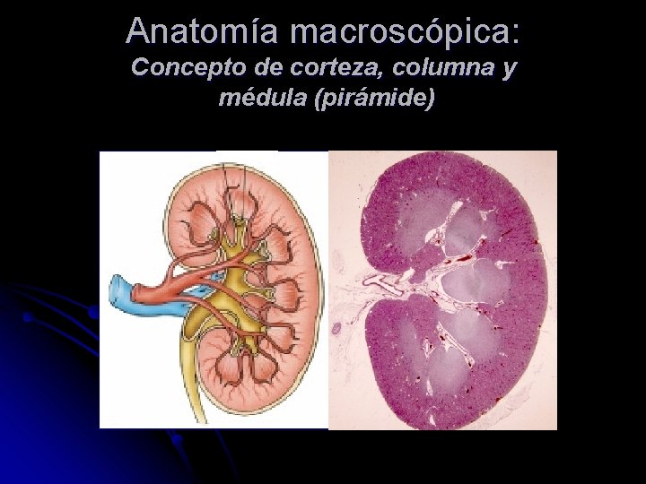 Anatomía macroscópica: Concepto de corteza, columna y médula (pirámide) 