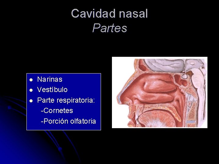 Cavidad nasal Partes l l l Narinas Vestíbulo Parte respiratoria: -Cornetes -Porción olfatoria 