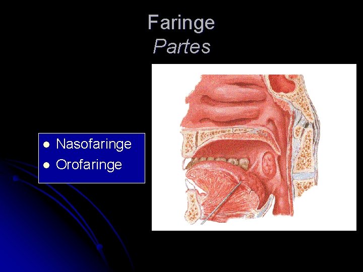 Faringe Partes l l Nasofaringe Orofaringe 