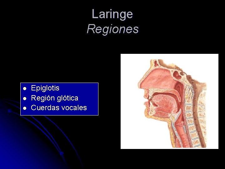 Laringe Regiones l l l Epiglotis Región glótica Cuerdas vocales 
