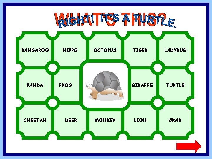 KANGAROO PANDA CHEETAH HIPPO OCTOPUS FROG DEER TIGER GIRAFFE MONKEY LION LADYBUG TURTLE CRAB