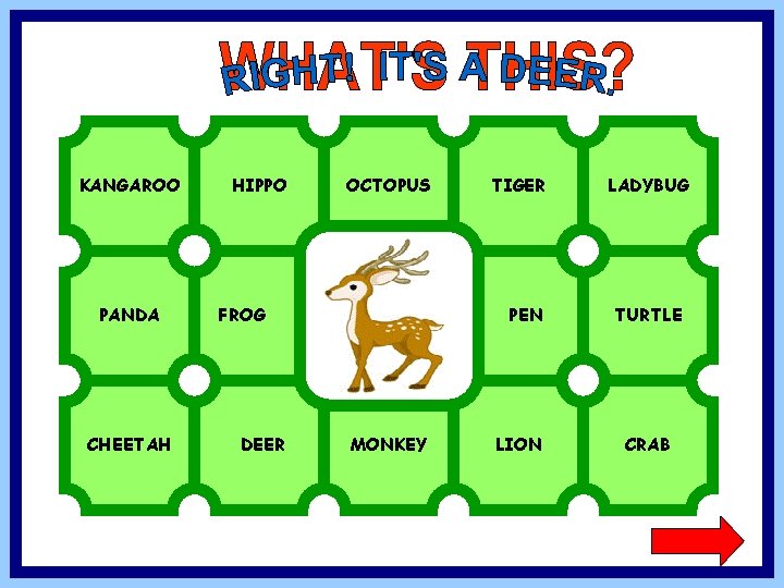 KANGAROO PANDA CHEETAH HIPPO OCTOPUS FROG DEER TIGER PEN MONKEY LION LADYBUG TURTLE CRAB
