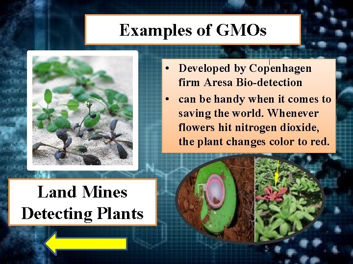 Examples of GMOs • Developed by Copenhagen firm Aresa Bio-detection • can be handy