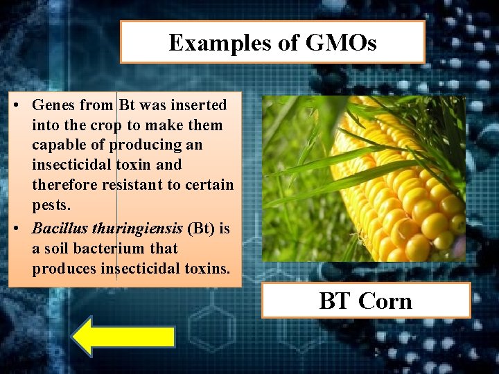 Examples of GMOs • Genes from Bt was inserted into the crop to make