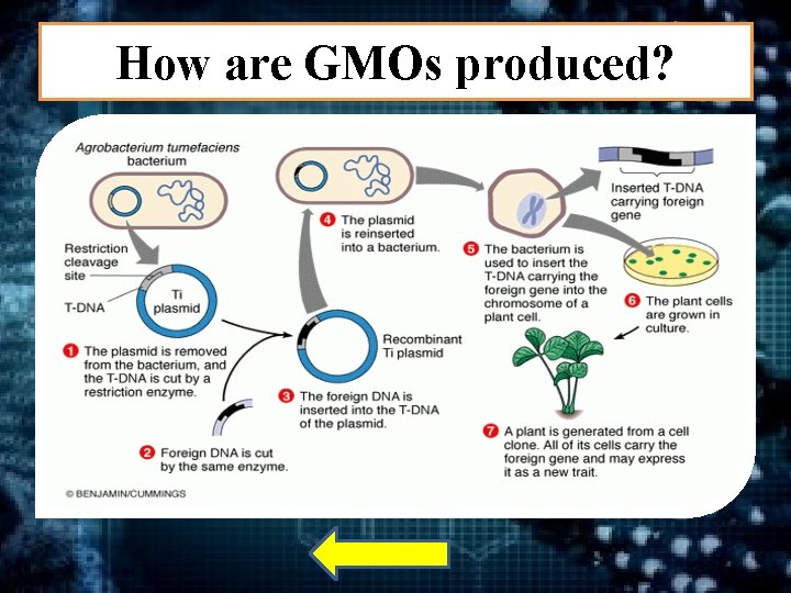 How are GMOs produced? 