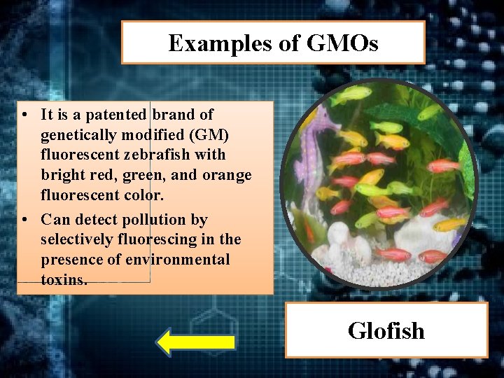 Examples of GMOs • It is a patented brand of genetically modified (GM) fluorescent