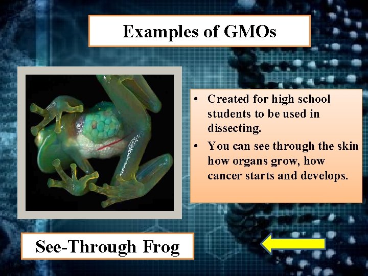 Examples of GMOs • Created for high school students to be used in dissecting.