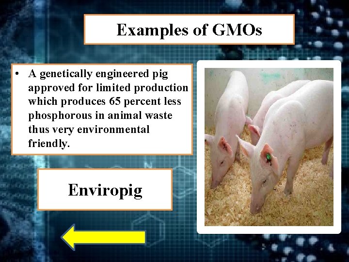 Examples of GMOs • A genetically engineered pig approved for limited production which produces