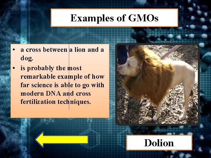 Examples of GMOs • a cross between a lion and a dog. • is