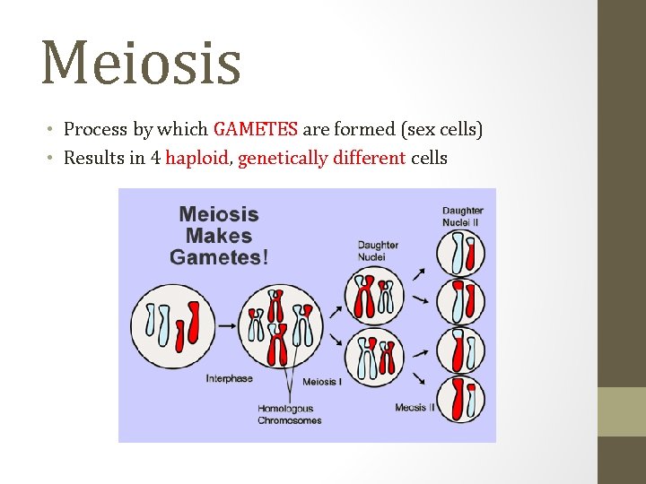 Meiosis • Process by which GAMETES are formed (sex cells) • Results in 4