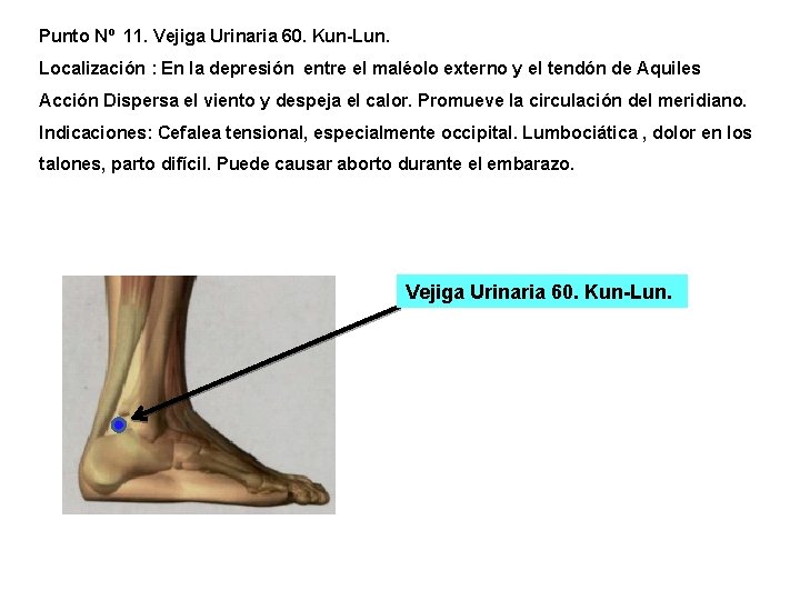 Punto Nº 11. Vejiga Urinaria 60. Kun-Lun. Localización : En la depresión entre el Punto Nº 11. Vejiga Urinaria 60. Kun-Lun. Localización : En la depresión entre el