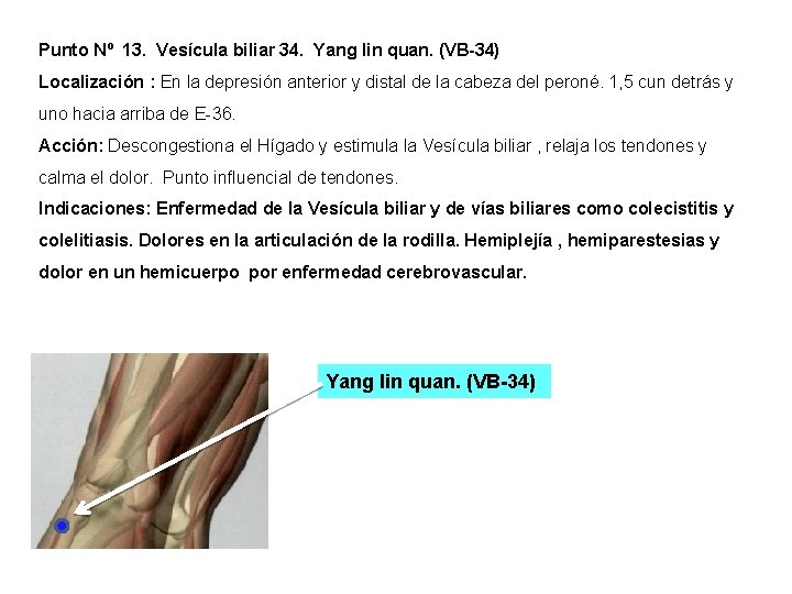 Punto Nº 13. Vesícula biliar 34. Yang lin quan. (VB-34) Localización : En la Punto Nº 13. Vesícula biliar 34. Yang lin quan. (VB-34) Localización : En la