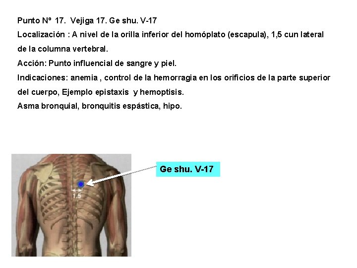Punto Nº 17. Vejiga 17. Ge shu. V-17 Localización : A nivel de la Punto Nº 17. Vejiga 17. Ge shu. V-17 Localización : A nivel de la