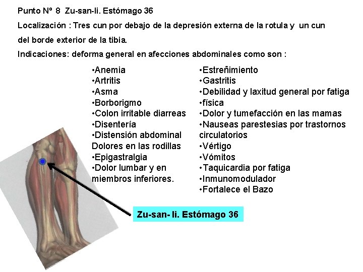 Punto Nº 8 Zu-san-li. Estómago 36 Localización : Tres cun por debajo de la Punto Nº 8 Zu-san-li. Estómago 36 Localización : Tres cun por debajo de la