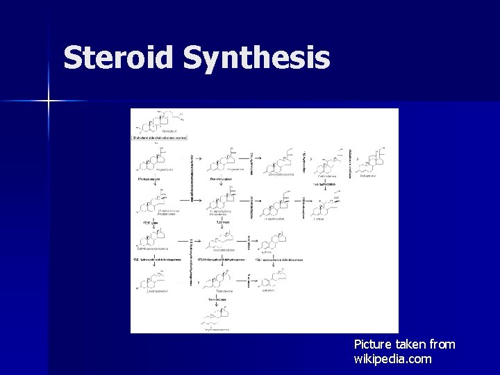 Steroid Synthesis Picture taken from wikipedia. com 