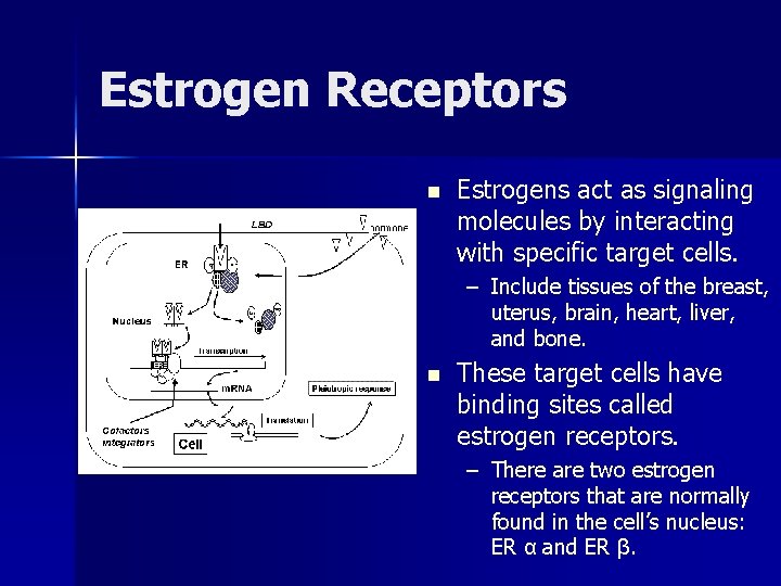 Estrogen Receptors n Estrogens act as signaling molecules by interacting with specific target cells.