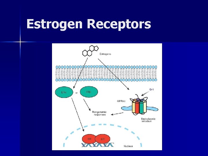 Estrogen Receptors 