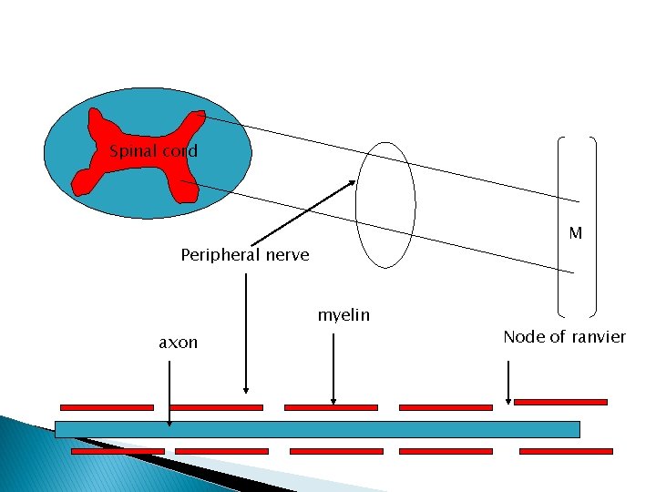 Spinal cord M Peripheral nerve myelin axon Node of ranvier Spinal cord M Peripheral nerve myelin axon Node of ranvier