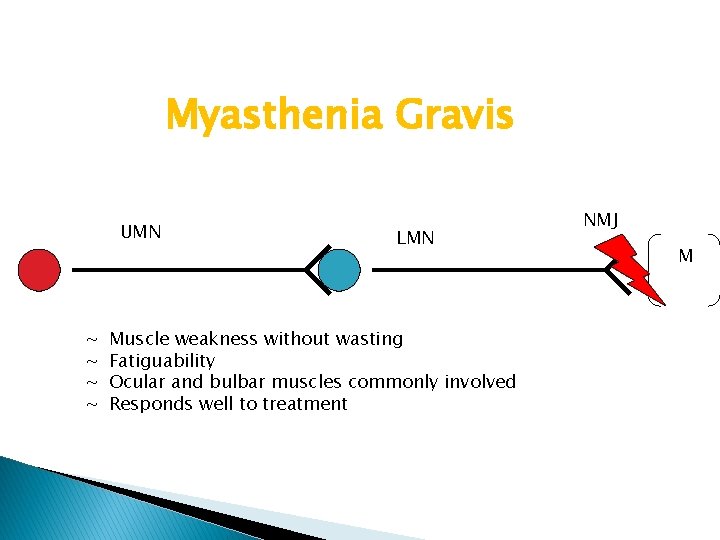 Myasthenia Gravis UMN ~ ~ LMN Muscle weakness without wasting Fatiguability Ocular and bulbar Myasthenia Gravis UMN ~ ~ LMN Muscle weakness without wasting Fatiguability Ocular and bulbar