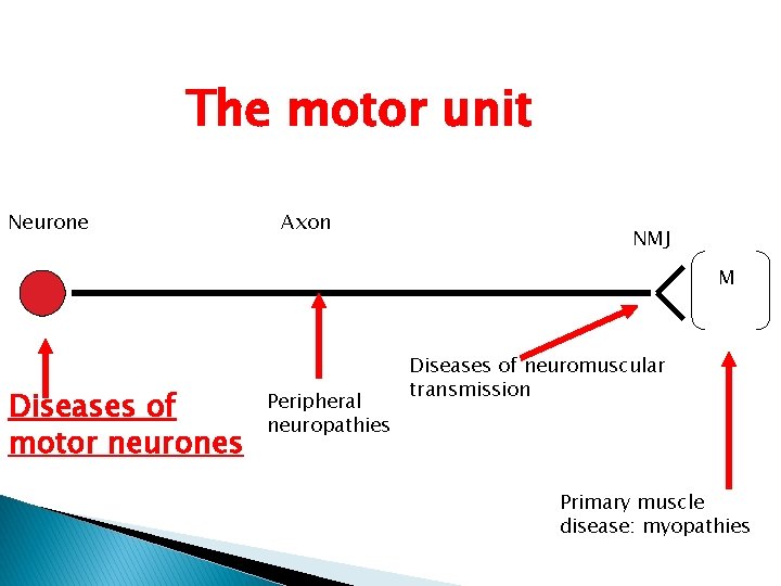 The motor unit Neurone Axon NMJ M Diseases of motor neurones Peripheral neuropathies Diseases The motor unit Neurone Axon NMJ M Diseases of motor neurones Peripheral neuropathies Diseases