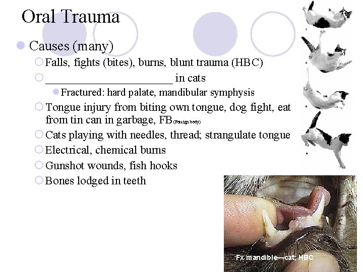 Oral Trauma l Causes (many) ¡ Falls, fights (bites), burns, blunt trauma (HBC) ¡ Oral Trauma l Causes (many) ¡ Falls, fights (bites), burns, blunt trauma (HBC) ¡