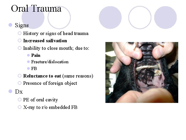 Oral Trauma l Signs ¡ History or signs of head trauma ¡ Increased salivation Oral Trauma l Signs ¡ History or signs of head trauma ¡ Increased salivation
