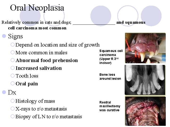 Oral Neoplasia Relatively common in cats and dogs; _________ and squamous cell carcinoma most Oral Neoplasia Relatively common in cats and dogs; _________ and squamous cell carcinoma most