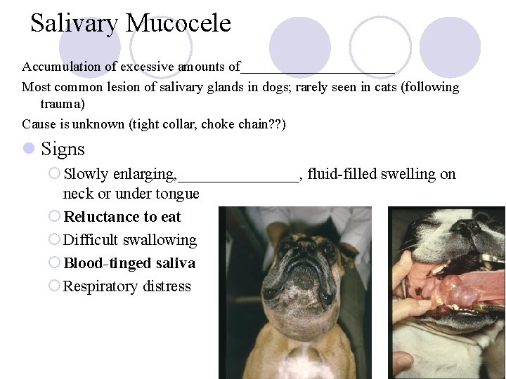 Salivary Mucocele Accumulation of excessive amounts of___________ Most common lesion of salivary glands in Salivary Mucocele Accumulation of excessive amounts of___________ Most common lesion of salivary glands in